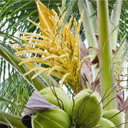 1. Coconut Spadix (Flower)