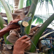 2. Tapped Spadix